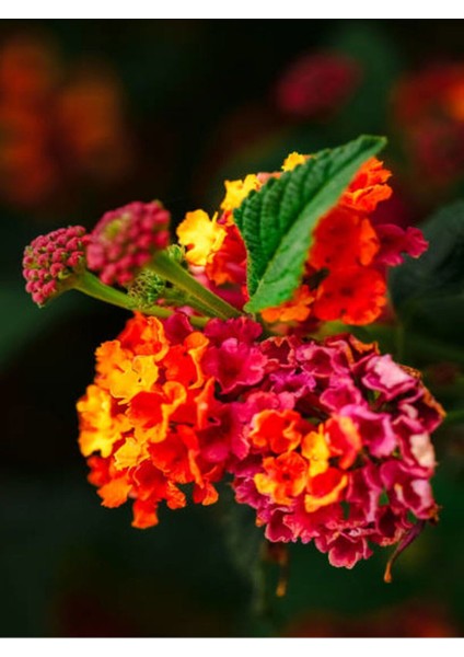 Videolu Çalı Minesi Lantana Çiçeği (20 50 cm)1 Adet Saksılı Çiçekli Bodur Bitki Lantana Camara L.