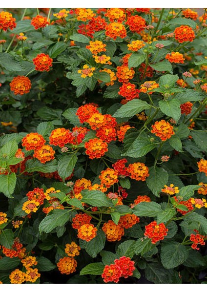 Videolu Çalı Minesi Lantana Çiçeği (20 50 cm)1 Adet Saksılı Çiçekli Bodur Bitki Lantana Camara L.