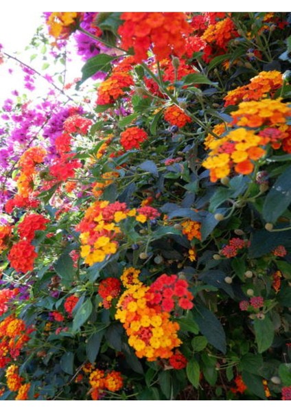 Videolu Çalı Minesi Lantana Çiçeği (20 50 cm)1 Adet Saksılı Çiçekli Bodur Bitki Lantana Camara L.
