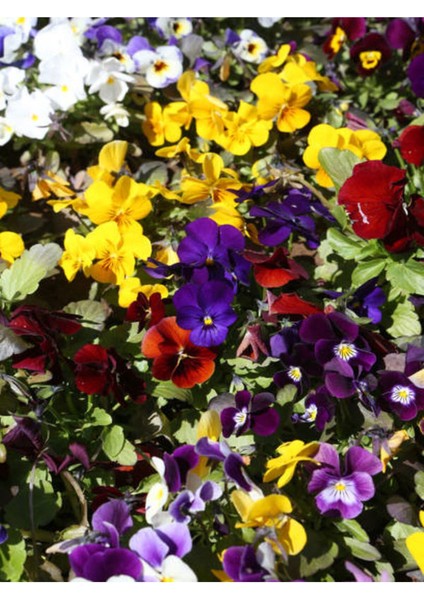 Videolu Karışık Renkli Hercai Menekşesi (5 15 cm)4 Adet Saksılı Çiçekli Bodur Btiki Viola