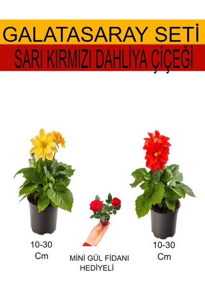2'li Set Sarı- Kırmızı Dahliya Çiçeği+Hediyelik Kırmızı Gül Fidanı