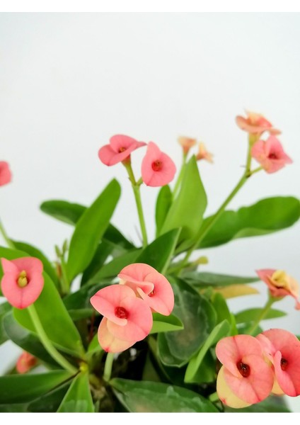 Videolu Pembe Alacalı Milli Dikenler Tacı 1 Adet Saksılı 25-45 cm (Euphorbia)