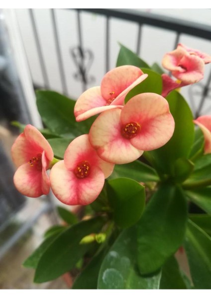 Videolu Pembe Alacalı Milli Dikenler Tacı 1 Adet Saksılı 25-45 cm (Euphorbia)
