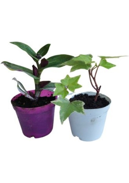 2'li Mini Set 1 Adet Telgraf Çiçeği+1 Adet Hedara Helix Sarmaşığı