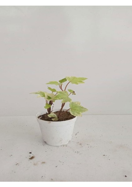 2'li Mini Set 1 Adet Telgraf Çiçeği+1 Adet Hedara Helix Sarmaşığı modelleri
