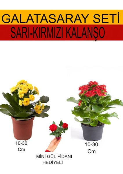 2'li Takım Seti Sarı- Kırmızı Kalanşo+Hediyelik Pembe Gül Fidanı