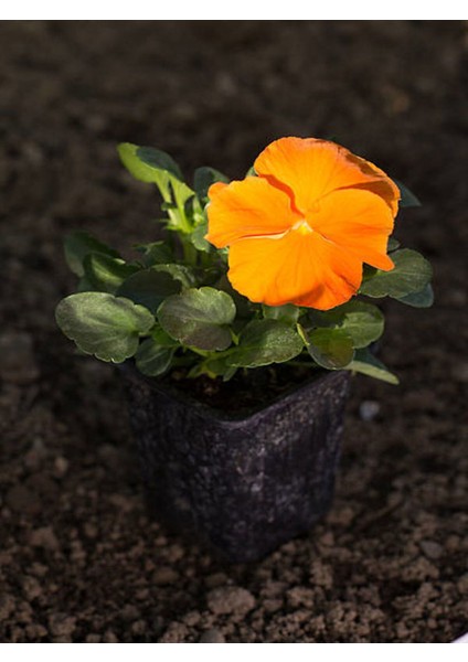 Videolu Karışık Renkli Hercai Menekşesi (5 15 cm)4 Adet Saksılı Çiçekli Bodur Btiki Viola fırsatları