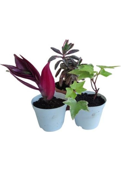 3'lü Set Telgraf+Aşkın Göz Yaşı+Mini Hedara Helix Sarmaşığı