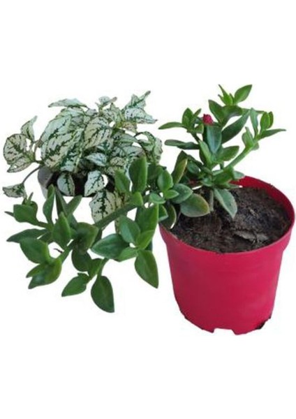 2'li Mini Set Beyaz Hostes Çiçeği+Kırmızı Buz Çiçeği