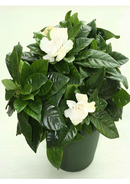 Videolu Kokulu Ofis Bitkisi Hediyelik 1 Adet Gardenya Çiçeği Saksılı 30-50 cm (Gardenia Flower)