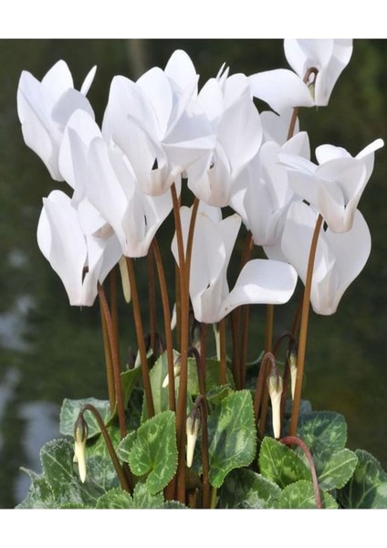 Videolu Bol Çiçekli 1 Adet Beyaz Siklamen Çiçeği Fidanı 30-50 cm Saksılı (White Cyclamen Flower)
