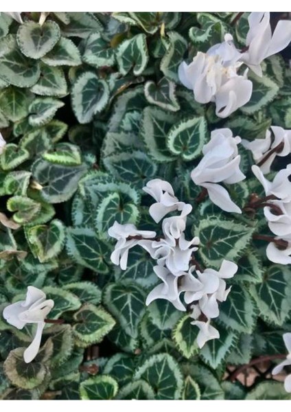 Videolu Bol Çiçekli 1 Adet Beyaz Siklamen Çiçeği Fidanı 30-50 cm Saksılı (White Cyclamen Flower) modelleri
