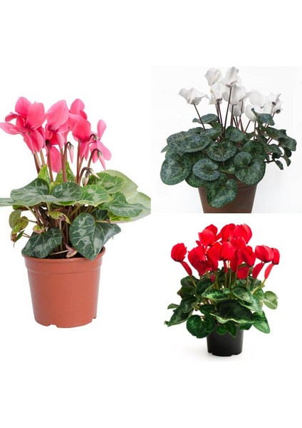 Videolu Karışık Renkli 1 Adet Canlı Sıklamen Çiçeği Saksılı 30-55 cm (Mix Colored Cyclamen)