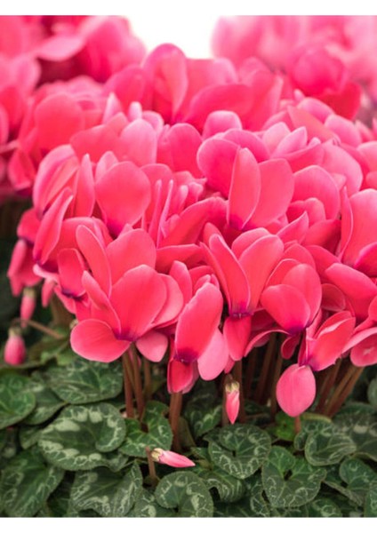 Videolu Karışık Renkli 1 Adet Canlı Sıklamen Çiçeği Saksılı 30-55 cm (Mix Colored Cyclamen) modelleri
