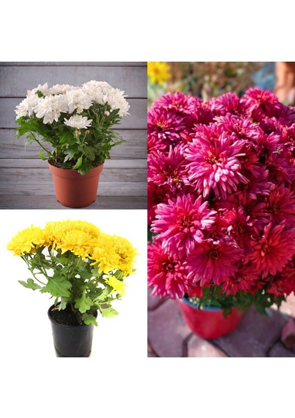 Videolu Rengarenk Krizantem 3 Adet Kasımpatı Çiçeği Saksılı 15-25 cm (Chrysanthemum)