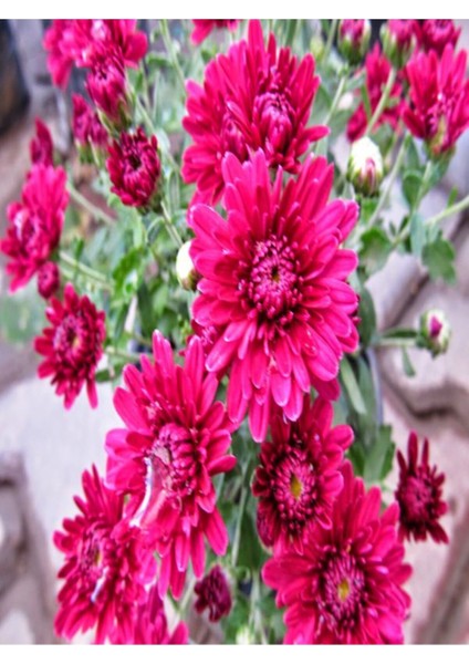 Videolu Rengarenk Krizantem 3 Adet Kasımpatı Çiçeği Saksılı 15-25 cm (Chrysanthemum) modelleri