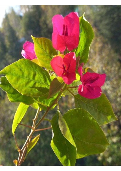 Videolu Çiçekli Bodur Begonvil (20 40 cm)1 Adet Saksılı Çiçekli Bodur Bitki Bougainvillea