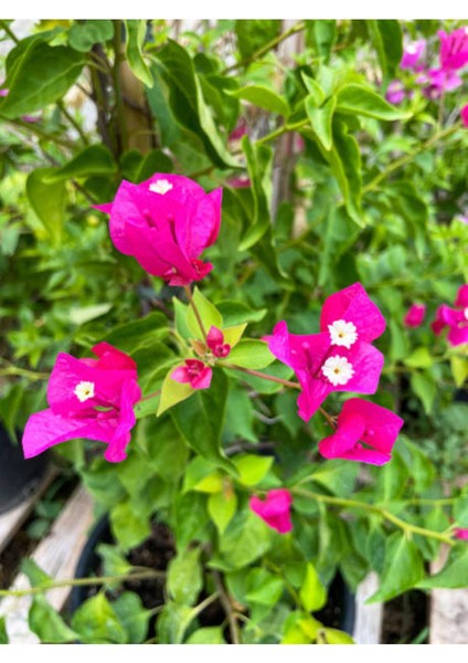 Videolu Çiçekli Bodur Begonvil (20 40 cm)1 Adet Saksılı Çiçekli Bodur Bitki Bougainvillea