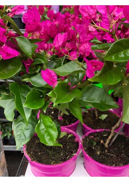Videolu Çiçekli Bodur Begonvil (20 40 cm)1 Adet Saksılı Çiçekli Bodur Bitki Bougainvillea