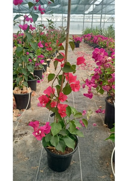 Sarmaşık Begonvil Çiçeği - Mercan Rengi Sarılıcı Begonvil- 40/50 cm
