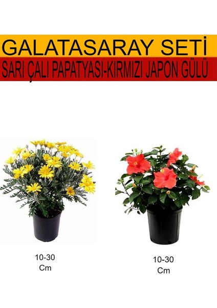 2'li Takım Seti Sarı Çalı Papatyası+Kırmızı Japon Gülü