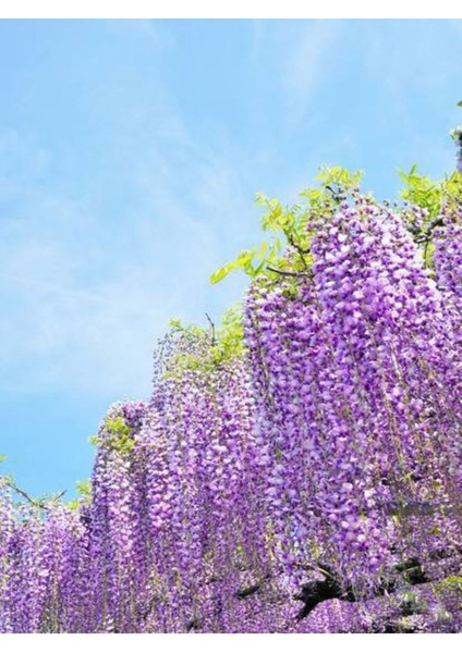Videolu Mor Salkım 45-60 cm Saksılı/Tüplü Dış Mekan Bodur Bitkiler Wisteria