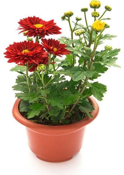 Videolu Koyu Kırmızı Renkte Kasımpatı 1 Adet Saksılı 10-20 cm Sonbahar Çiçeği (Chrysanthemum)