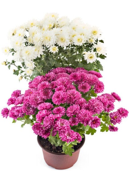 Videolu Kasımpatı Pembe+Beyaz 2 Adet Saksılı 10-20 cm Teras Bahçe Bitkisi (Chrysanthemum)