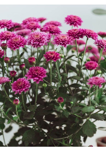 Videolu Kasımpatı Pembe+Beyaz 2 Adet Saksılı 10-20 cm Teras Bahçe Bitkisi (Chrysanthemum) fiyatları