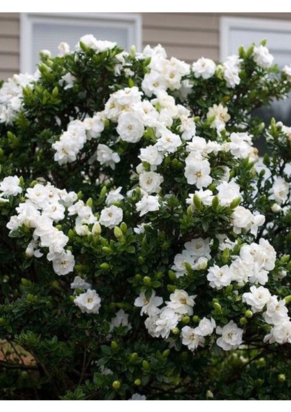 Videolu Mis Kokulu Hediyelik 1 Adet Gardenya Çiçeği Saksılı 25-40 cm Salon Bitkisi (Gardenia Flower) indirimleri