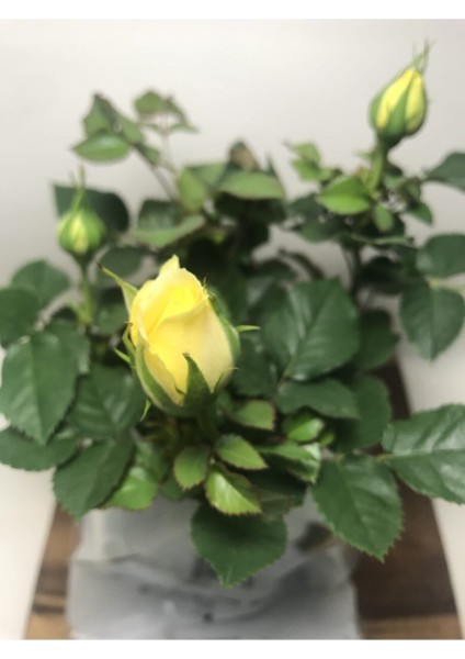 Videolu 1 Adet Renkli Anneler Günü İçin Hediyelik Gül Çiçekli Bodur Bitkiler (Flower)