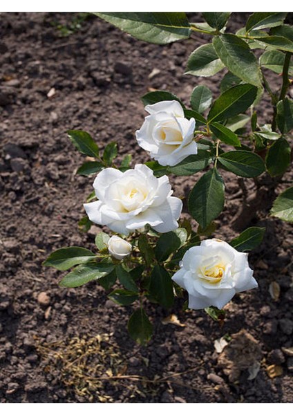 Videolu 1 Adet Renkli Anneler Günü İçin Hediyelik Gül Çiçekli Bodur Bitkiler (Flower)