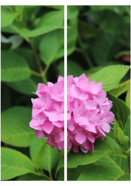 Videolu Çok Sevilen Pembe Ortanca Fidanı 40-50 cm Saksıda Çiçekli Bodur Bitkiler (Pink Hydrangea)