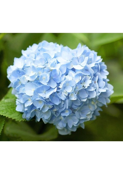 Videolu Açık Mavi Ortanca Fidanı 40-50 cm Saksıda Çiçekli Bodur Bitkiler (Blue Hydrangea)