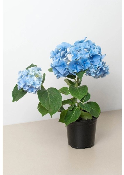 Videolu Açık Mavi Ortanca Fidanı 40-50 cm Saksıda Çiçekli Bodur Bitkiler (Blue Hydrangea) fiyatları