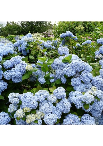 Videolu Açık Mavi Ortanca Fidanı 40-50 cm Saksıda Çiçekli Bodur Bitkiler (Blue Hydrangea) modelleri