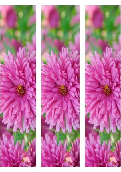 Videolu 3 Adet Pembe Kasımpatı Krizantem Çiçeği Saksılı Çiçekli Bodur Bitkiler Chrysanthemum