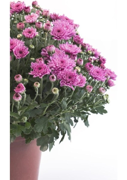 Videolu 3 Adet Pembe Kasımpatı Krizantem Çiçeği Saksılı Çiçekli Bodur Bitkiler Chrysanthemum fiyatları