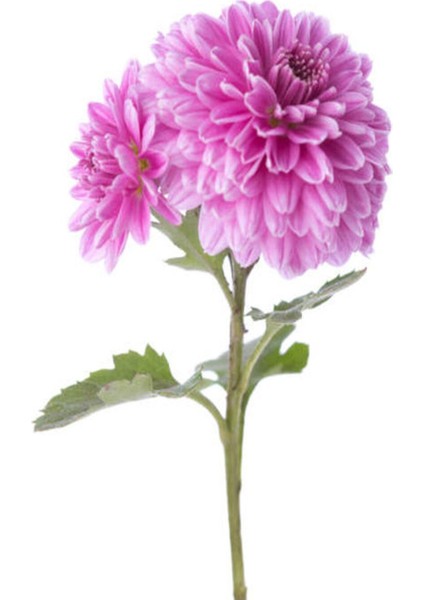 Videolu 3 Adet Pembe Kasımpatı Krizantem Çiçeği Saksılı Çiçekli Bodur Bitkiler Chrysanthemum modelleri