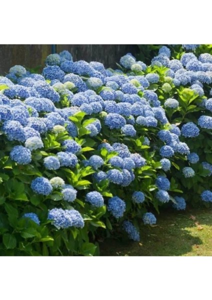Videolu İthal Mavi Çiçekli Ortanca Fidanı 30-55 cm Tüplü Çiçekli Bodur Bitkiler Blue Hydrangea modelleri