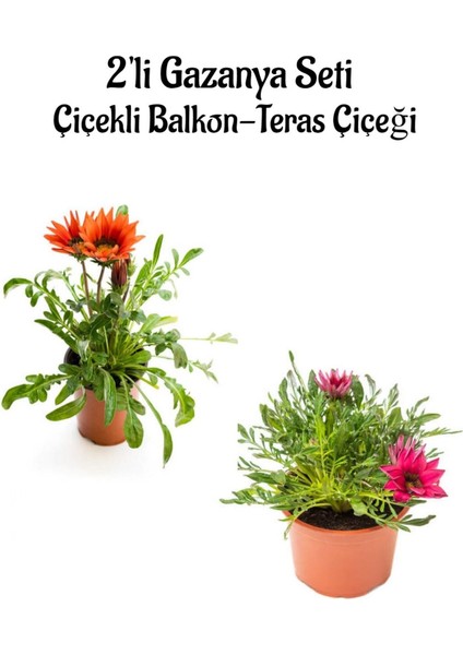 Kırmızı-Koyu Pembe Gazanya Çiçeği 2 Adet Saksılı 10-20 cm Balkon/teras Çiçeği
