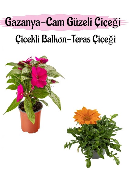 Pembe Renk Cam Güzeli 1 Adet+Turuncu Renk Gazanya Çiçeği 1 Adet Saksılı 10-20 cm