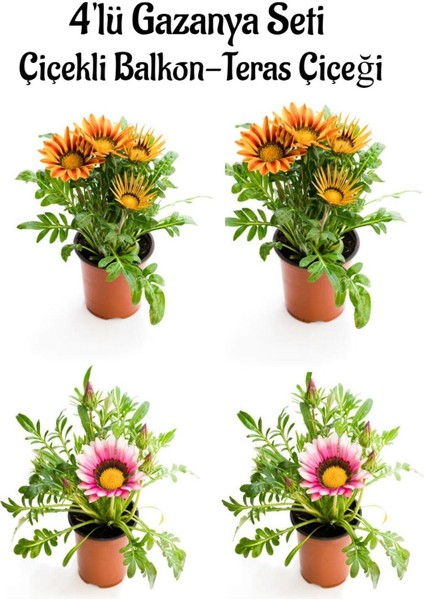 Turuncu Sarı-Pembe Beyaz Renk Gazanya Çiçeği 2 Adet SAKSILI(10-20 cm) Bahçe Balkon Çiçeği