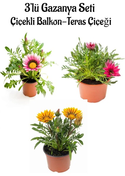 Pembe Beyaz-Pembe- Sarı Renk Gazanya Çiçeği 3 Adet Saksılı 10-20 cm Teras Çiçeği