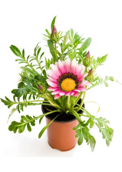 Pembe Beyaz-Pembe- Sarı Renk Gazanya Çiçeği 3 Adet Saksılı 10-20 cm Teras Çiçeği