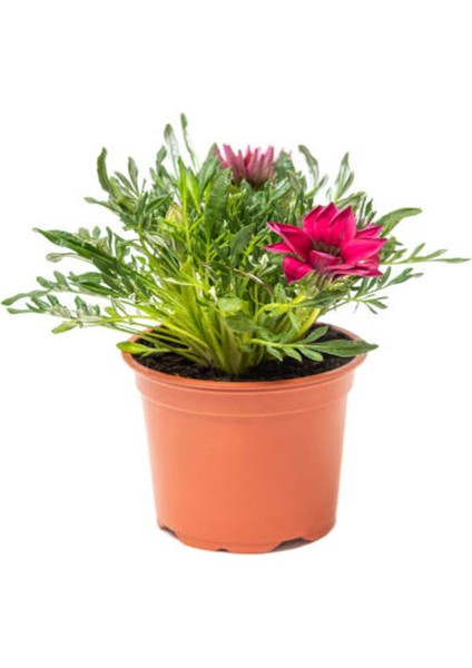 Pembe Beyaz-Pembe- Sarı Renk Gazanya Çiçeği 3 Adet Saksılı 10-20 cm Teras Çiçeği