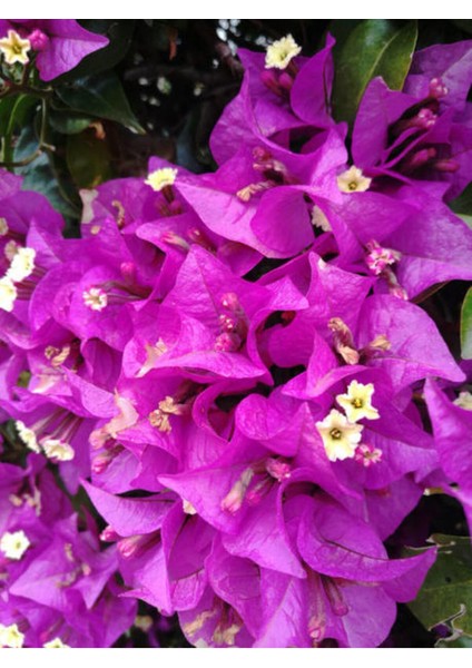 Videolu Mor Begonvil Çiçeği (80-100 cm) 1 Adet Saksılı Çiçekli Bahçe Bitkisi Bougainvillea
