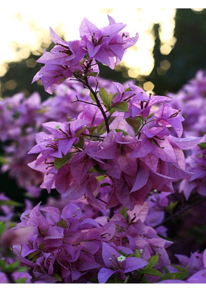 Videolu Mor Begonvil Çiçeği (80-100 cm) 1 Adet Saksılı Çiçekli Bahçe Bitkisi Bougainvillea