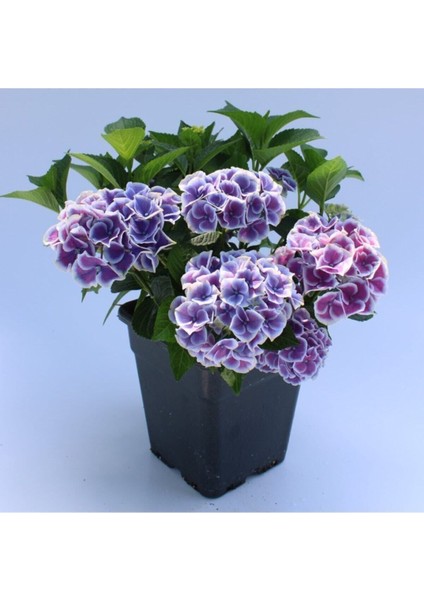 Videolu İthal Mavi Tivoli Ortanca Çiçeği Fidanı 25-45 cm Saksılı Çiçekli Bodur Blue Hydreangea