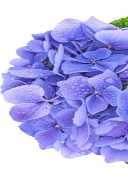 Videolu İthal Mavi Tivoli Ortanca Çiçeği Fidanı 25-45 cm Saksılı Çiçekli Bodur Blue Hydreangea modelleri